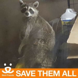 Meet your Posher, Amelia